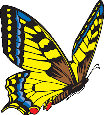 butterfly butterfly