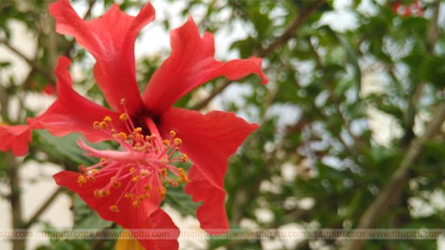 wallpapers-of-flowers wallpapers-of-flowers