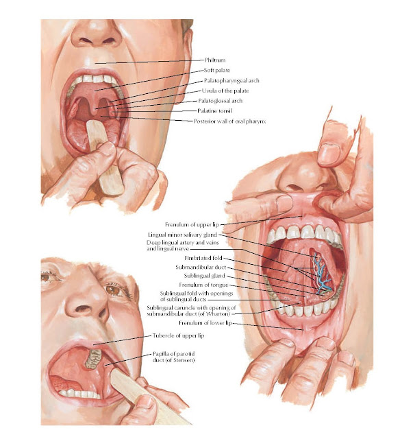 Inspection of Oral Cavity Anatomy