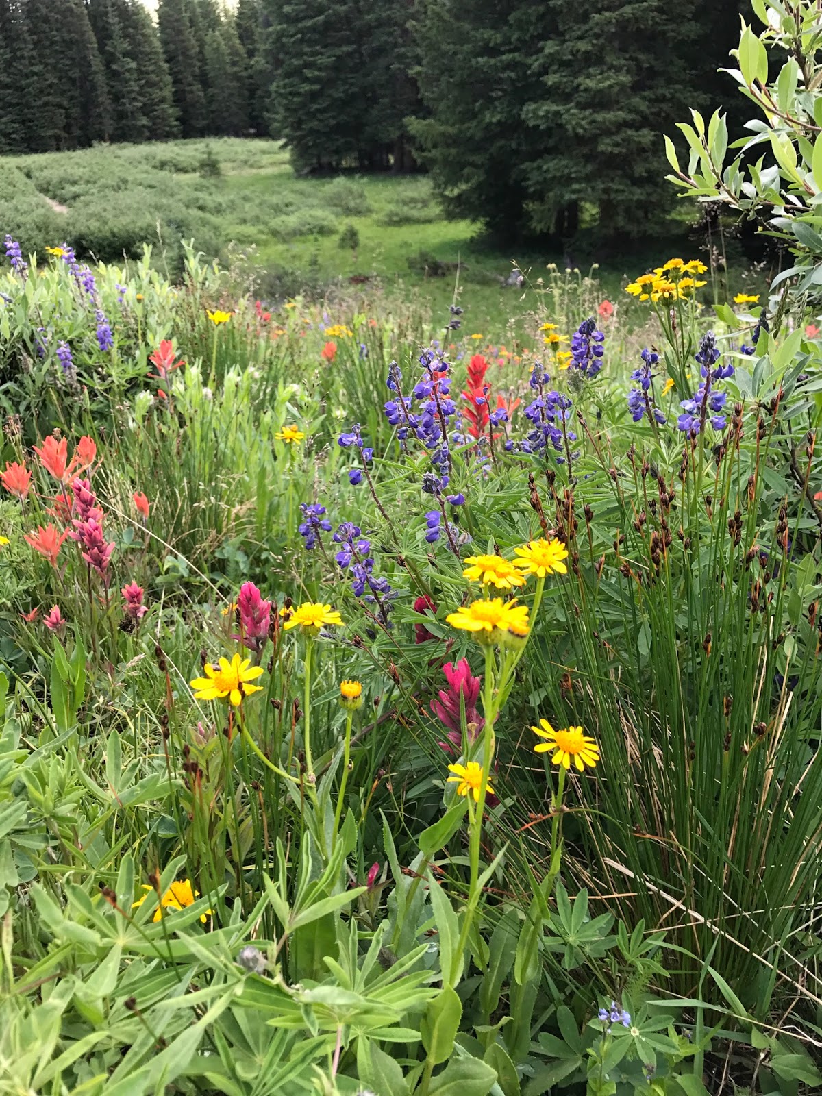 Colorado Mountain Gardener Tips for Success with Wildflower Seed