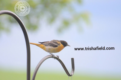 Oriole