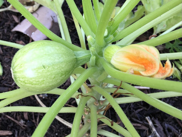 Die Zucchini wächst langsam