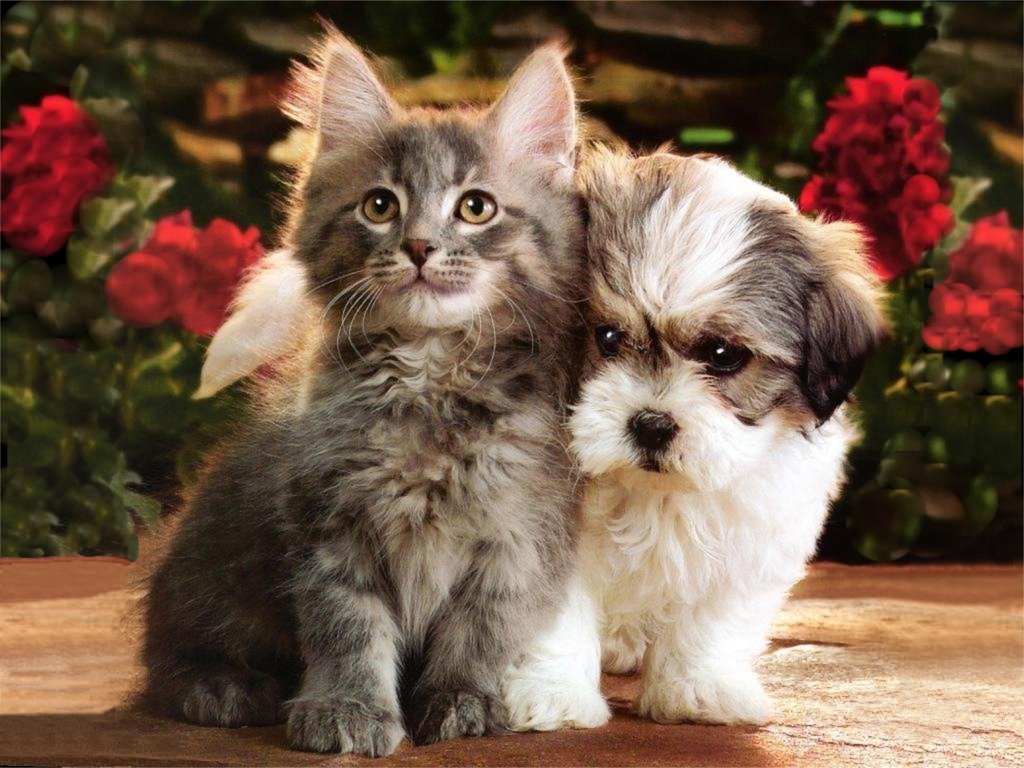 Cute&Cool Pets 4U: Kittens and Puppies Pictures