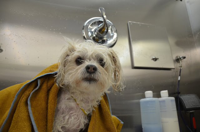 Má higienização do shih tzu
