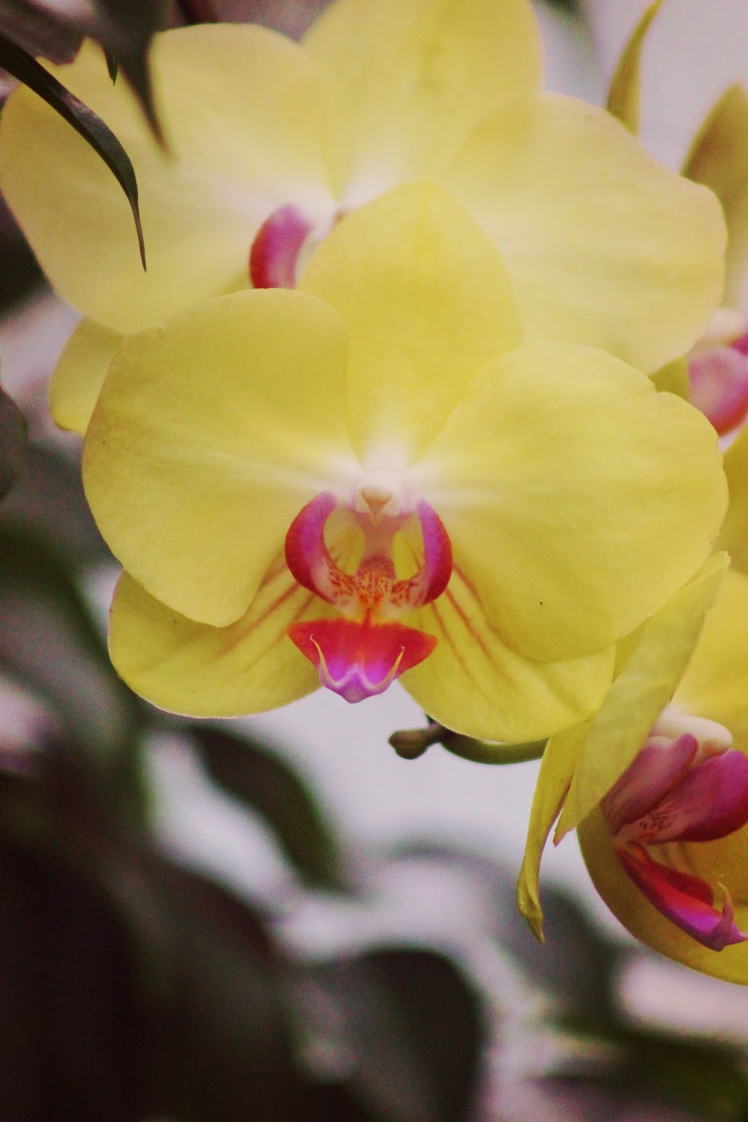 Photo Shoot Orchids!
