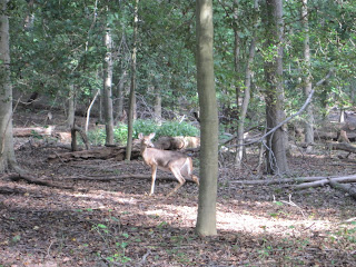 Deer in woods
