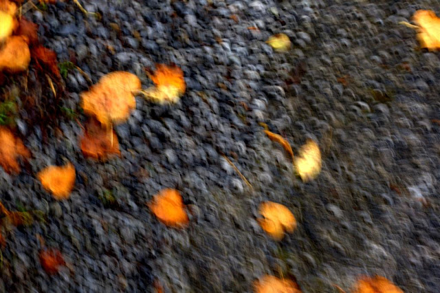 abstract image of leaves on the ground 