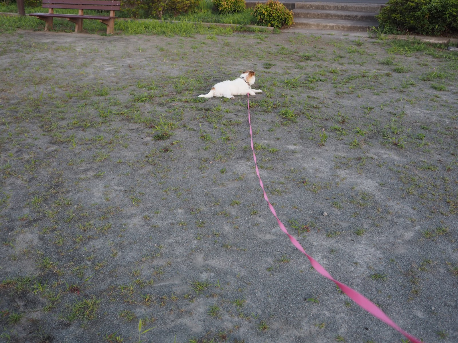 もふもふゴワゴワ犬 攻略log ナイロン製5mロングリードを使ってみた 公園で走らせるのにピッタリ