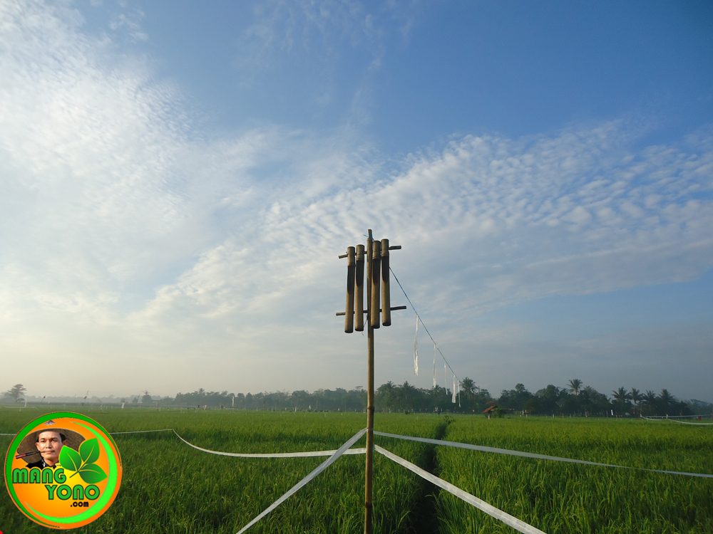 Kokoprak Bambu Alat Pengusir Burung Pipit Disawah