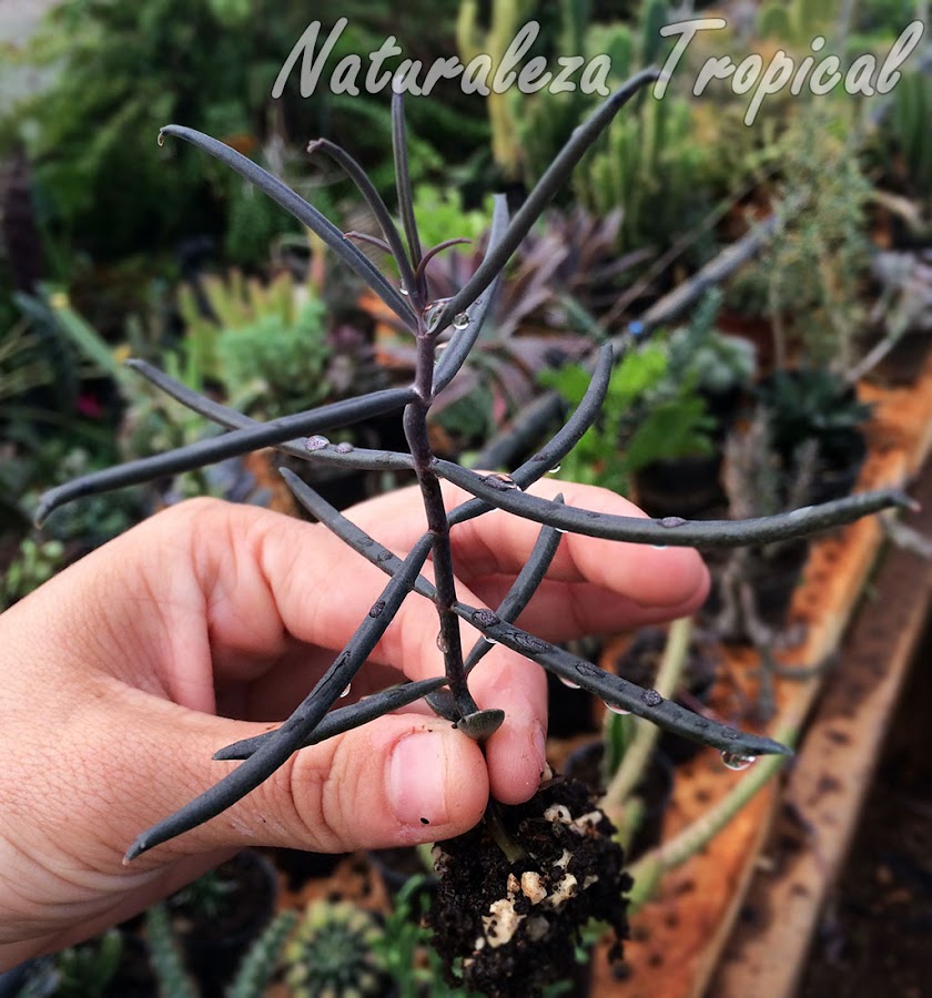 Hijuelo de la planta suculenta Kalanchoe beauverdii desarrollado de un hijuelo caído de una hoja