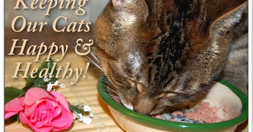 3 Garnets 2 Sapphires How To Keep Aging Cats Happy Healthy