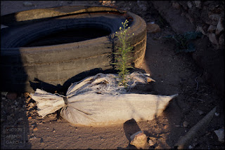 fotografía, naturaleza urbana, Godella, serie