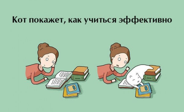 Бонусы для владельцев котов