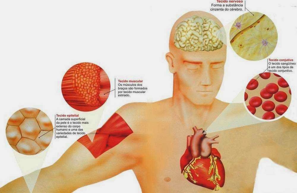 Estudos em Enfermagem Histologia Aula I Resumo + pesquisa complementar Estudos em Enfermagem Histologia Aula I Resumo + pesquisa complementar
