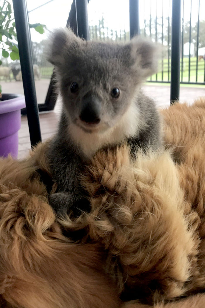 Golden Retriever Surprised Her Owner When She Rescued A Baby Koala