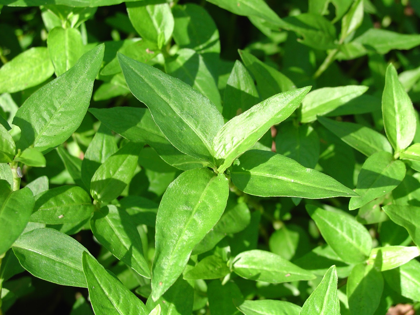 Medicinal Plants at Pura Vida Spa & Yoga Retreat Vietnamese coriander