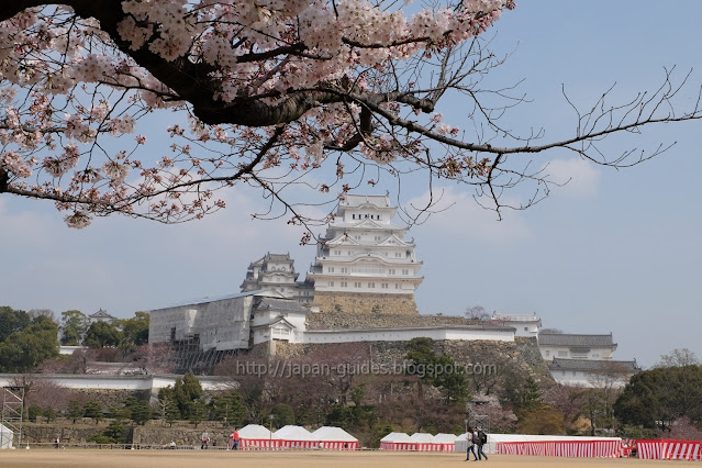 Himeji Castle Sakura Spot