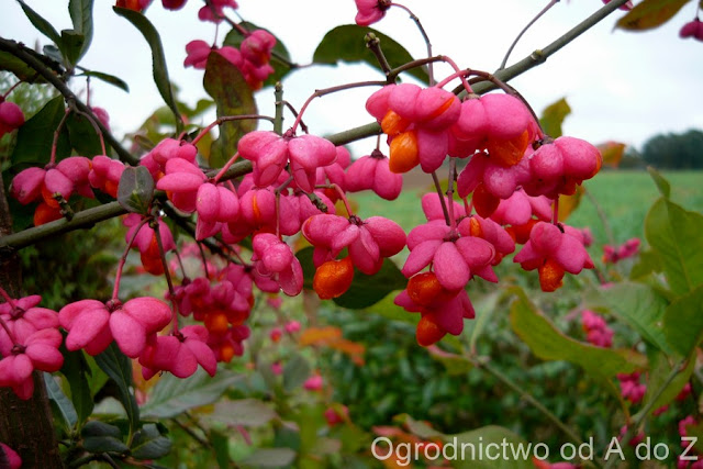 Trzmielina zwyczajna Euonymus europaeus