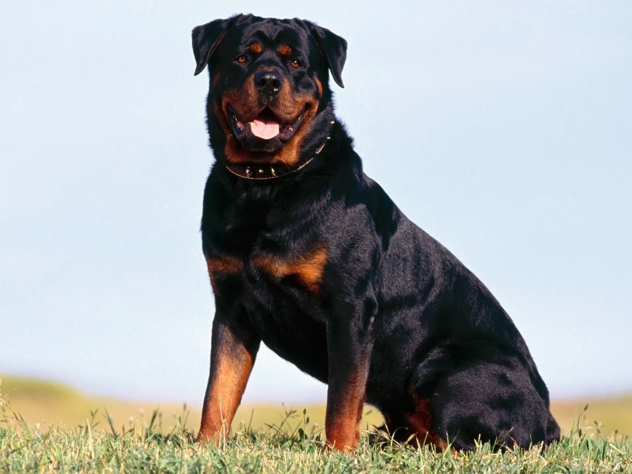 jim shore rottweiler