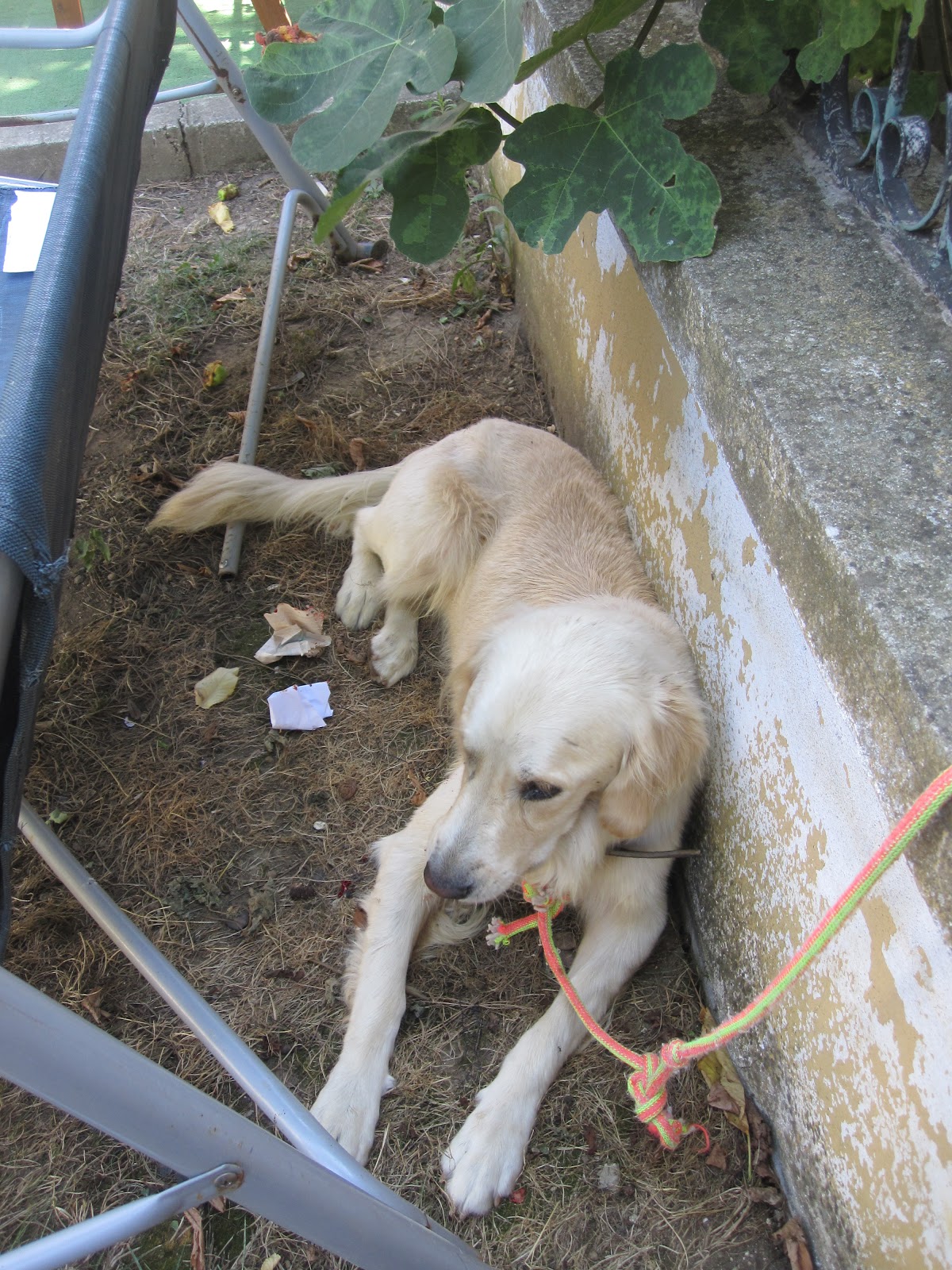 sagratan eski av köpeği