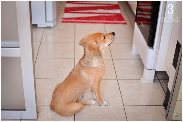 comida natural cachorro