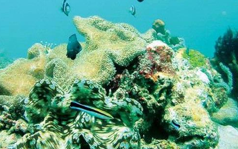 Waspadai Semua Jenis Kerang Laut Dari Perairan Pesisir Sulawesi Selatan Waspadai Semua Jenis Kerang Laut Dari Perairan Pesisir Sulawesi Selatan