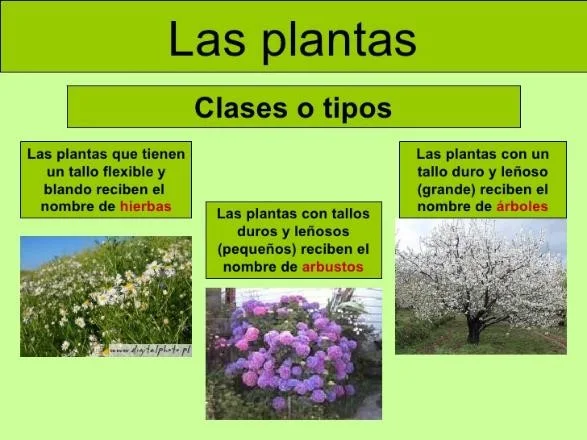 Tipos de Plantas