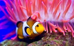 fish coral hd clown reef reefs wallpapers colorful background most ocean florida tropical sea pink desktop clownfish exotic lionfish imgur