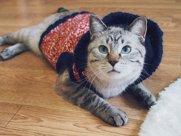 手編みの猫用セーターを着こなすオシャレ猫