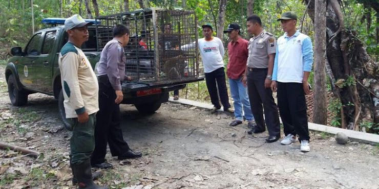 Karena Over Populasi, Kera-Kera Serang Pemukiman Warga