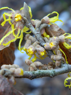 Arnold Promise witchhazel buds and blooms by garden muses-not another Toronto gardening blog