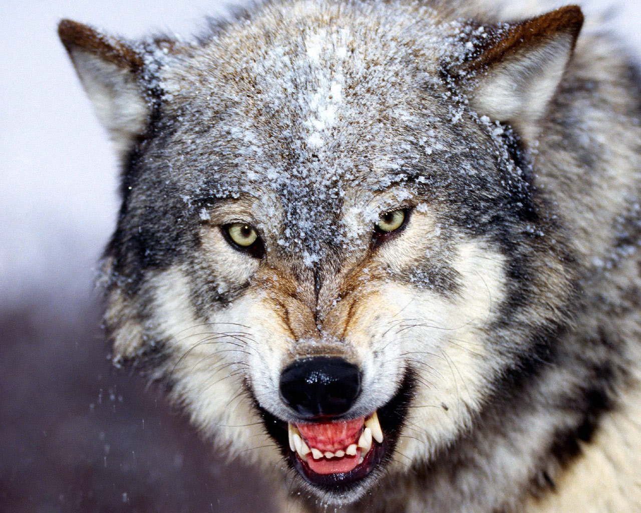 veterinary online-Wolf - veterinary online