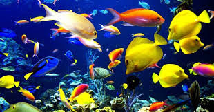 tips mencampur ikan laut dan ikan tawar dalam satu akuarium ikan dalam akuarium