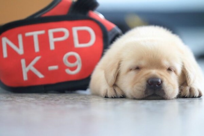 이미지에 대체텍스트 속성이 없습니다; 파일명은 police-department-recruited-new-police-puppies-and-the-internet-is-falling-in-love-with-them-12-600x400.jpg 입니다.