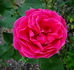 rose purple peas pink joy daisy shasta phyllis pea sweet flowers petals wheeler copyright garden