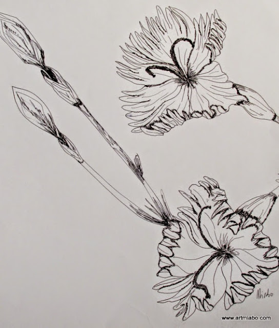 Dianthus sp. Flower, drawing by Miabo Enyadike