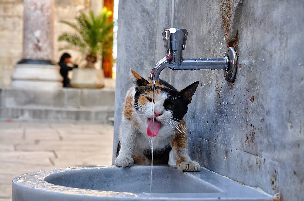 basmalah: Gambar Humor sempoi