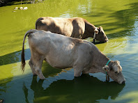 Vaques a la bassa de Postius