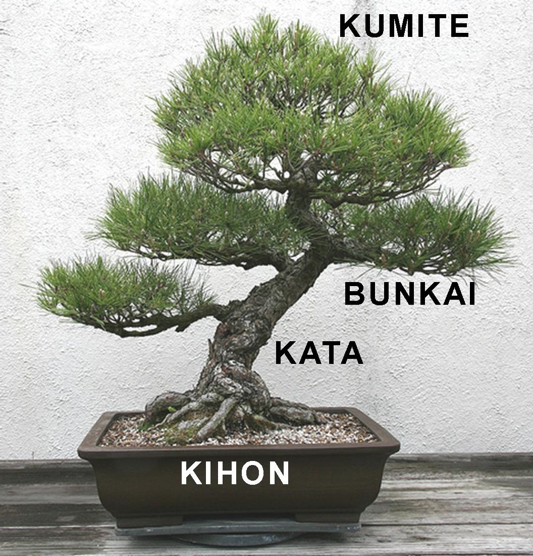 Dō GAKUIN - Sensei's Blog: Karate Training is Like a Tree