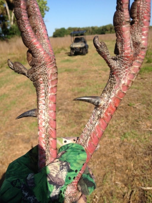 trophyhunting Big Osceola Turkey Spurs 2014!
