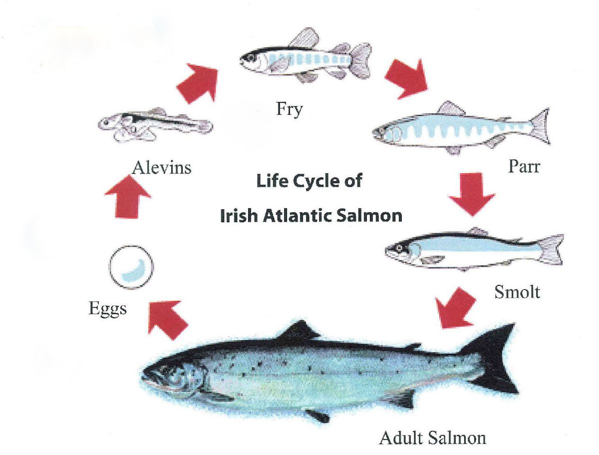 Seneca School - Year 1 - Science / English: NS - Animals - LIFE CYCLE