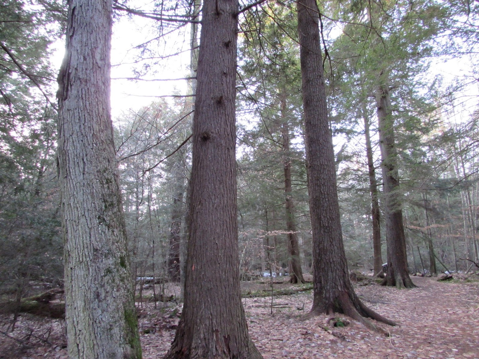 Hearts Content Scenic Area Beautiful Old Growth Forest Allegheny National Forest, Warren