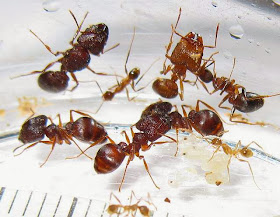 The minor, median and major workers with a gyne and brood of a rare trimorphic species of Pheidole ant