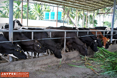 Hacienda Macalauan, Laguna, Gatas Tisoy, Dairy Farm