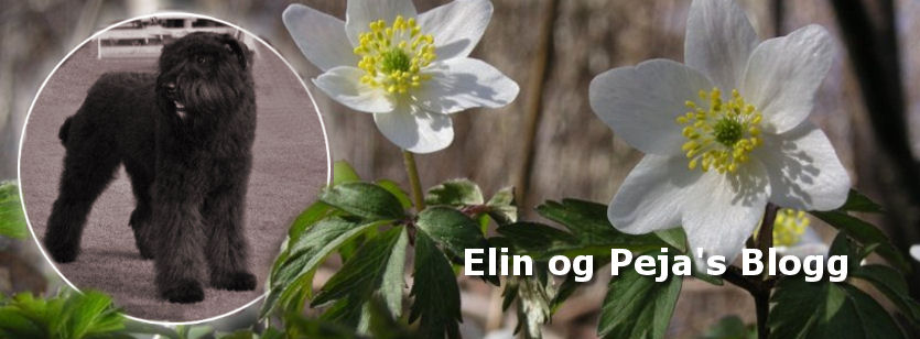 Elin og Peja's blogg