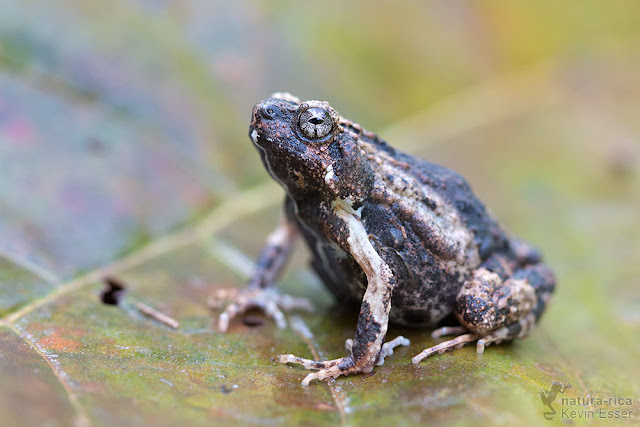 Engystomops pustulosus - Tungara Frog