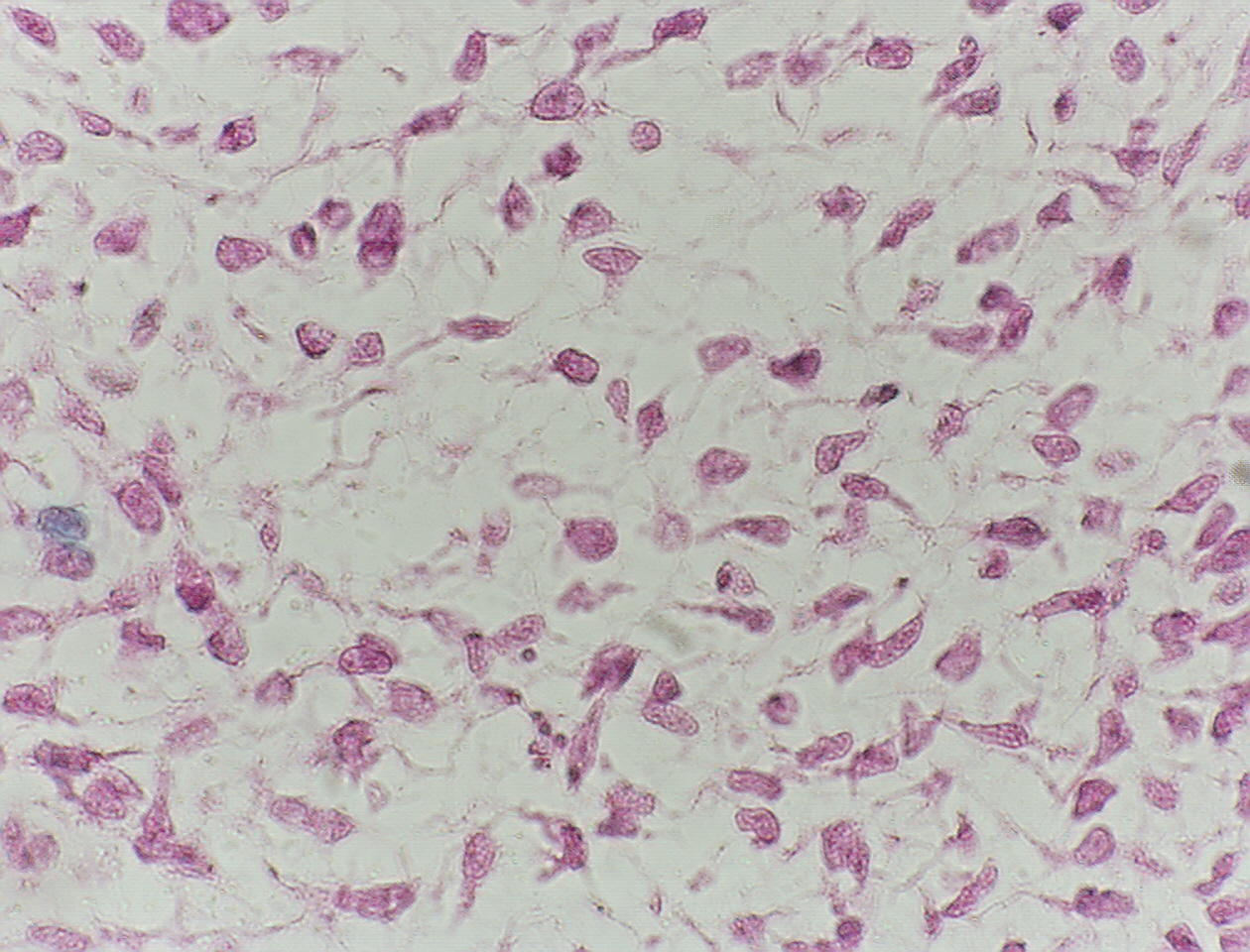 Salisbury's Graduate Histology: Connective Tissue