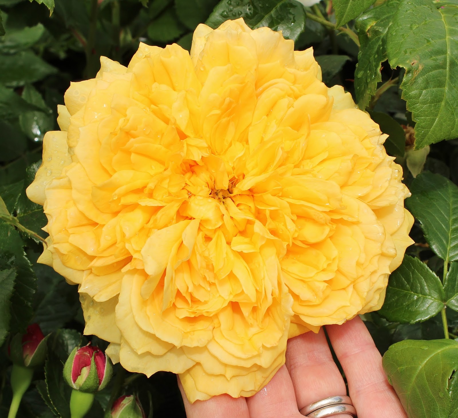 Present Perfect Creations Peter Beales classic English roses