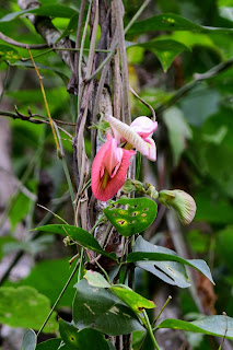 pink flower on vine