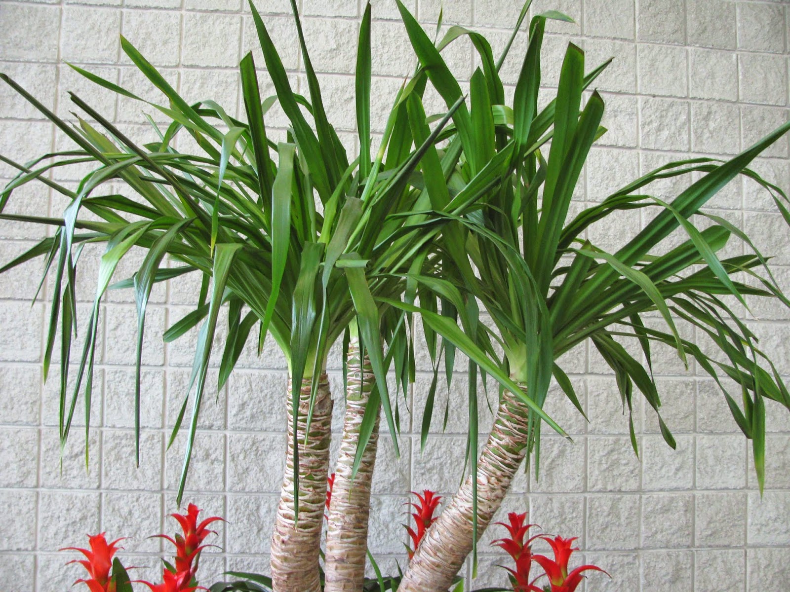Комнатное растение название пальмы. Комнатные растения Пальма Юкка. Юкка пальмовидная. Юкка остролистная Пальма. Юкка Пальма комнатная.